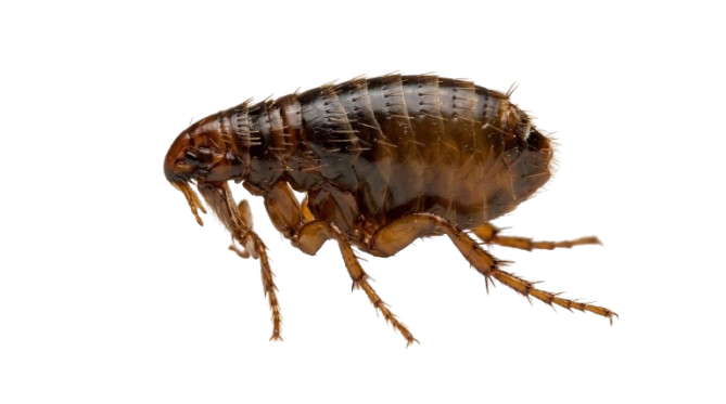 Flea Treatment