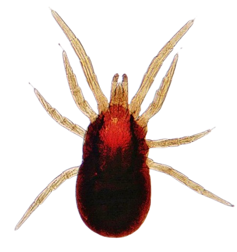Mite Treatment
