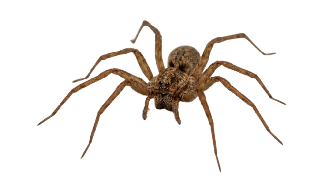 Spider Treatment